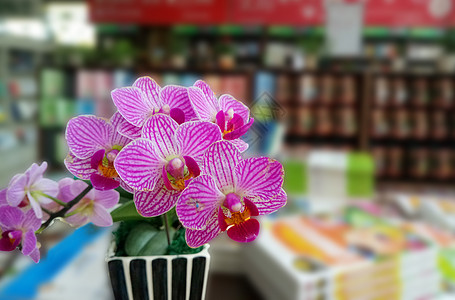 书店里的蝴蝶兰花图片