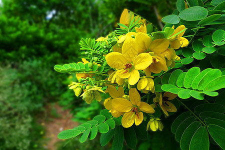 黄槐花图片