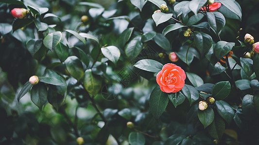 粉色山茶花山茶花背景