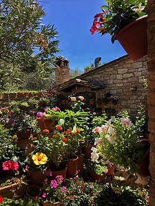 开满鲜花的庭院夏天高清图片素材