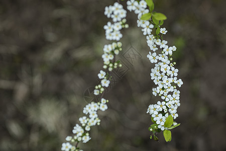 菊花花瓣绣线菊背景