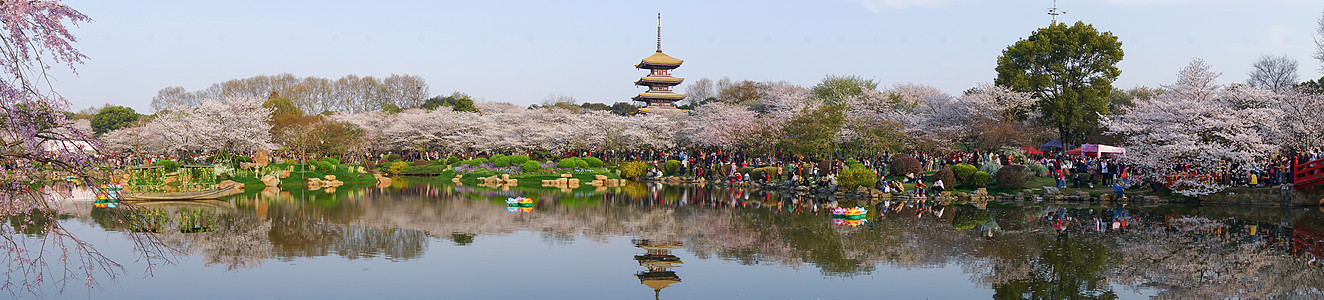 季节武汉东湖樱园长图背景