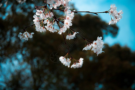 樱花图片