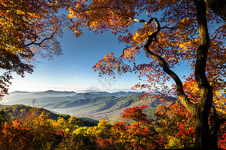 树林落叶秋天美景背景