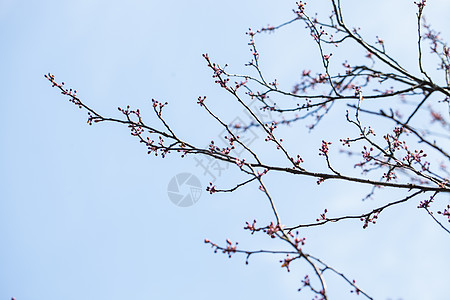 春天里的嫩芽背景图片