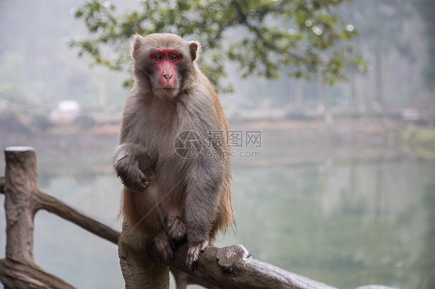 张家界猴子图片