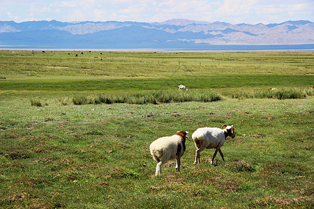 新疆巴里坤草原牧场图片