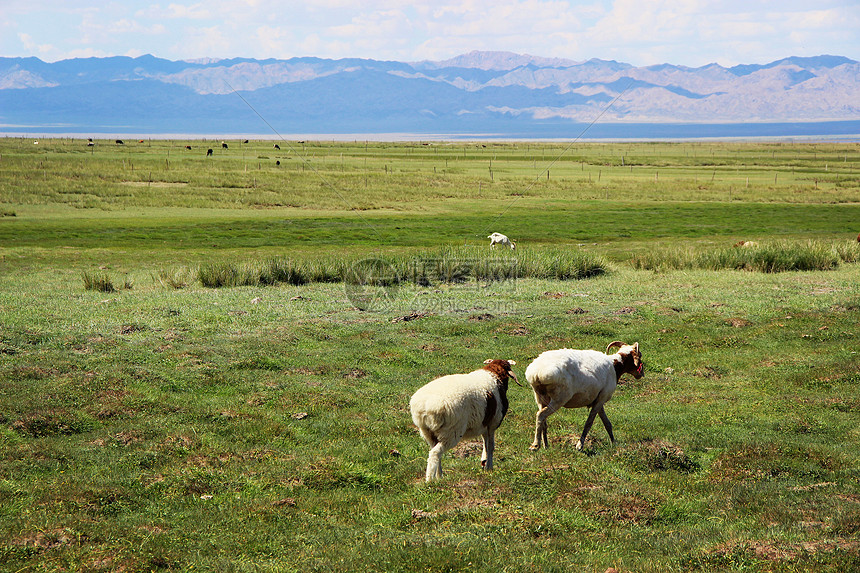新疆巴里坤草原牧场图片