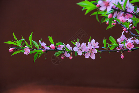 中国风桃花背景