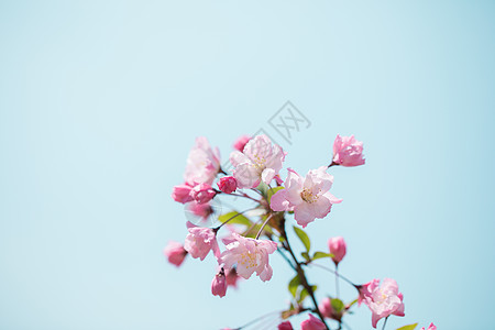 小清新风景简约桃花背景