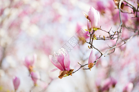 春天盛开的玉兰花图片