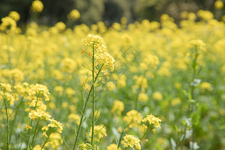 金灿灿金黄色的油菜花背景图片