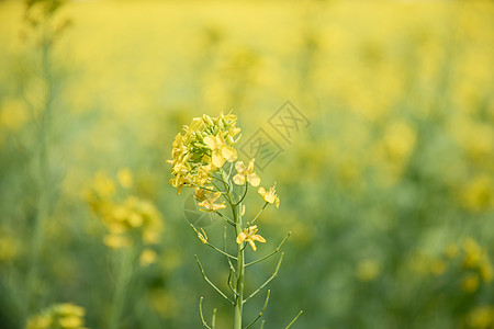 金灿灿金黄色的油菜花背景图片