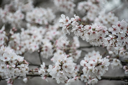 樱花图片