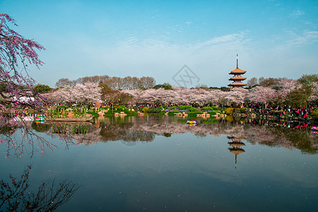 日式樱花武汉东湖樱花园背景