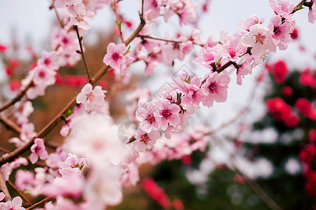 粉红花瓣骷髅头桃花背景