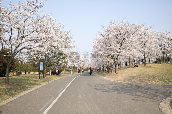 樱花大道图片