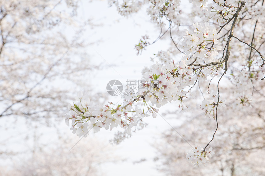 樱花图片