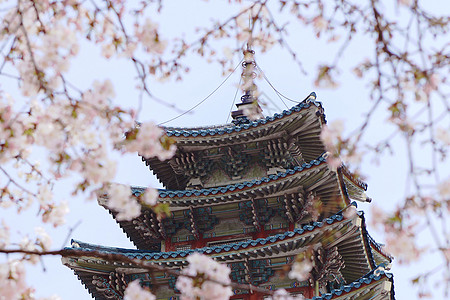 樱花的味道森系青龙寺高清图片