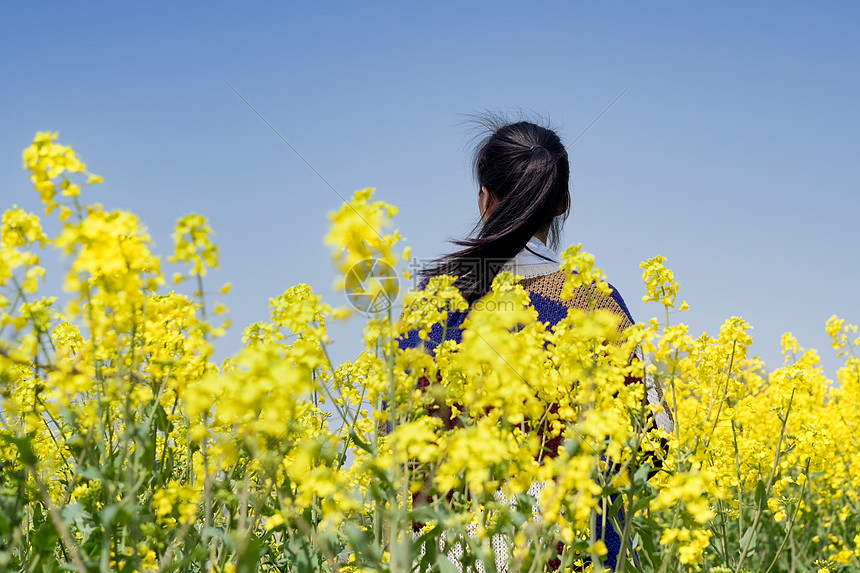 乡村田园油菜花中女孩背影图片