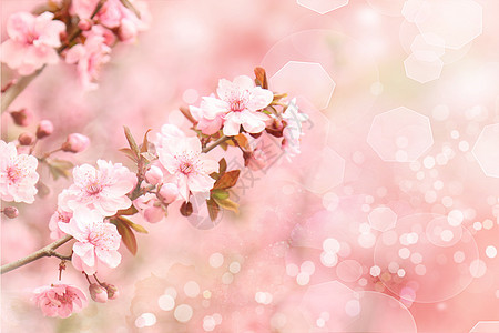 粉色樱花图片