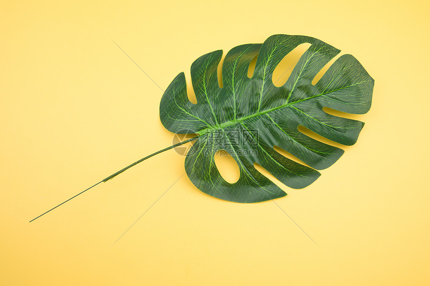 ins风树叶简约