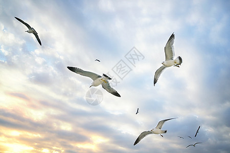 大海海鸥飞行中的鸟高清图片