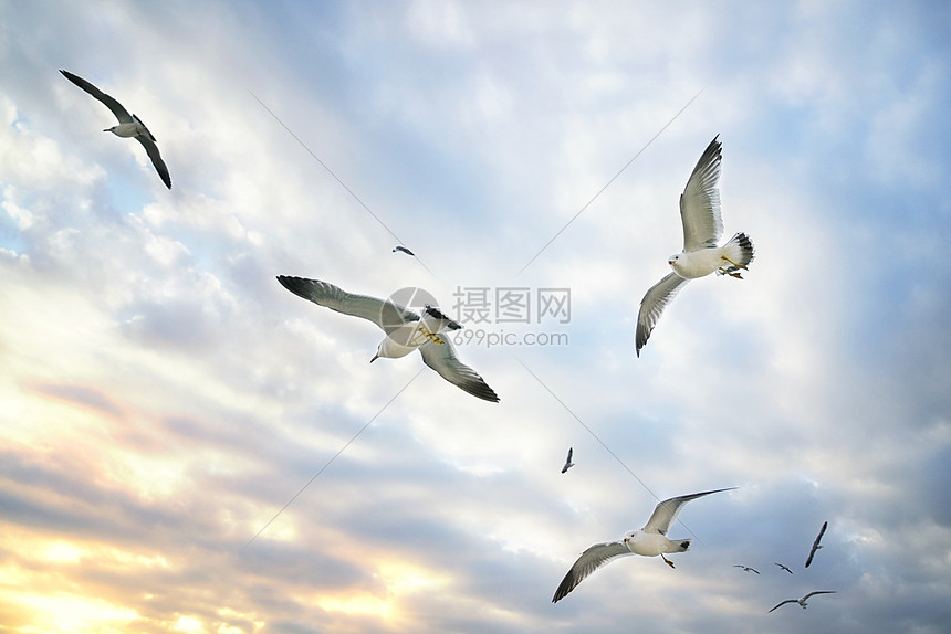 大海海鸥图片