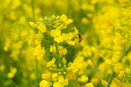 油菜花海里采蜜的蜜蜂高清图片