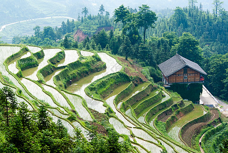 生活景观湖南紫鹊界梯田风景背景