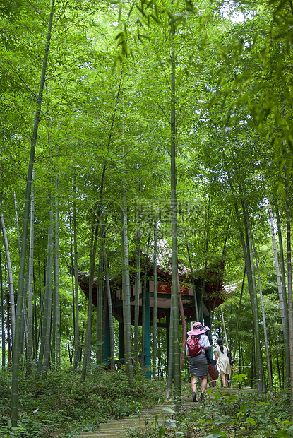 竹林踏青图片