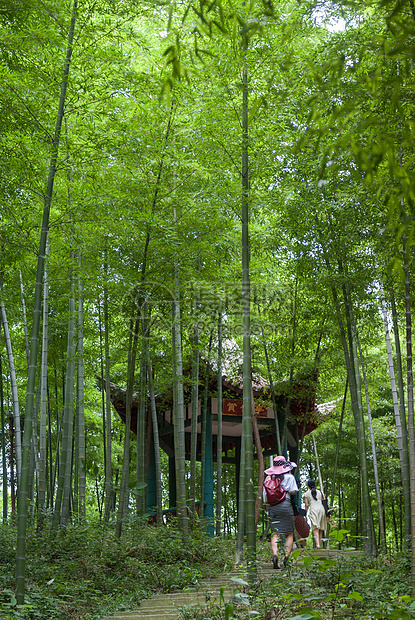 竹林踏青图片