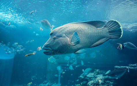 冲绳水族馆波纹唇鱼背景