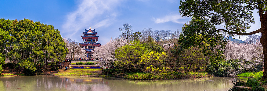 鼋头渚的浪漫樱花谷全景接片背景图片