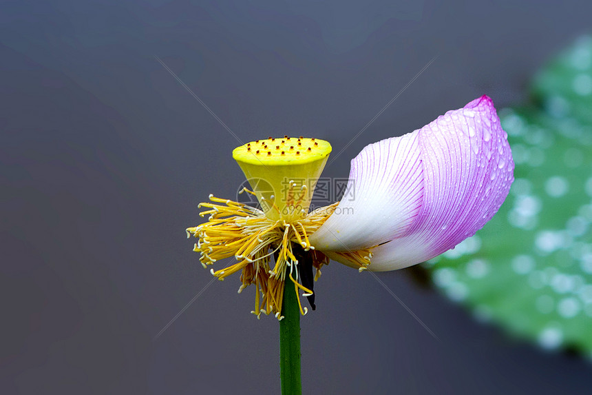 夏天荷花蜻蜓莲子小荷碧玉图片