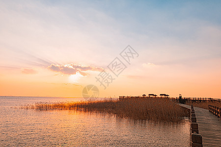 崇明西沙湿地图片