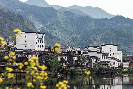 油菜花背景婺源背景