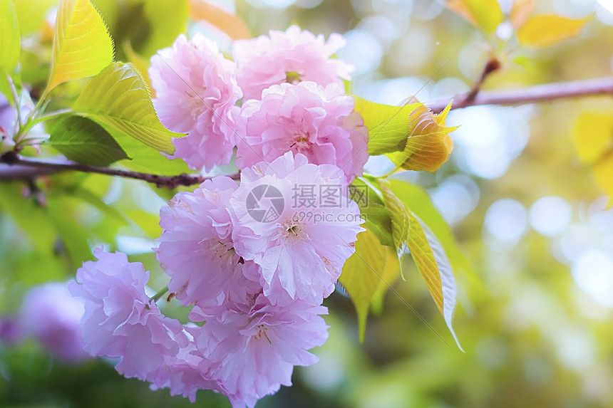 花团锦簇的樱花图片