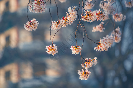 鲜花布置古建与樱花背景