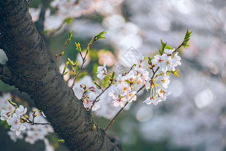 樱花活力绽放高清图片