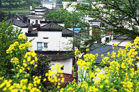 梯田背景婺源李坑油菜花背景