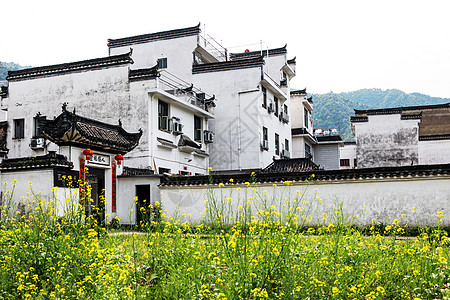 梯田油菜花婺源李坑背景