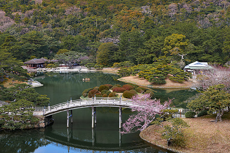 日本樱花林日本日式园林风景背景