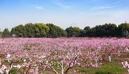 唯美桃花桃花朵朵开背景