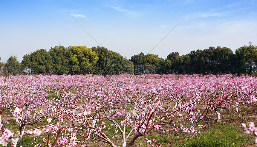 桃花朵朵开图片