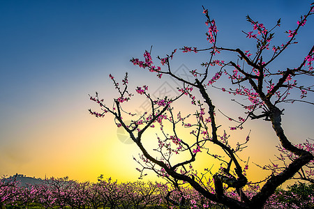 花朵剪影日出时分的桃花林背景