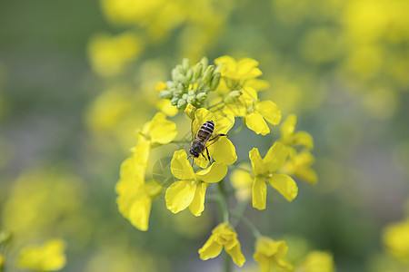 油菜花图片