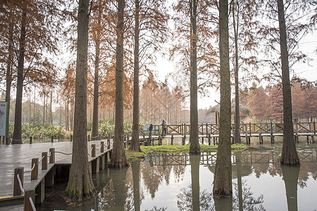湿地公园上海青西郊野公园背景