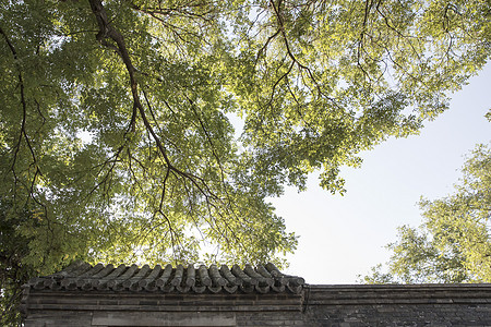 北京胡同风景绿色高清图片素材