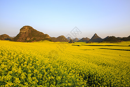 罗平油菜花云南罗平风光背景